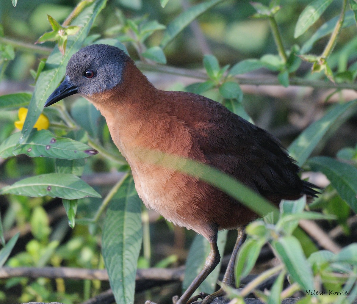 Ruddy Crake - Nilesh K