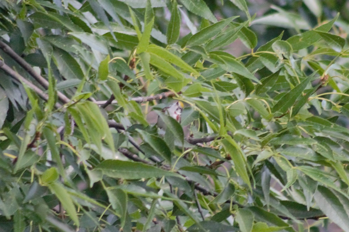 Chestnut-sided Warbler - Juan Arrieta