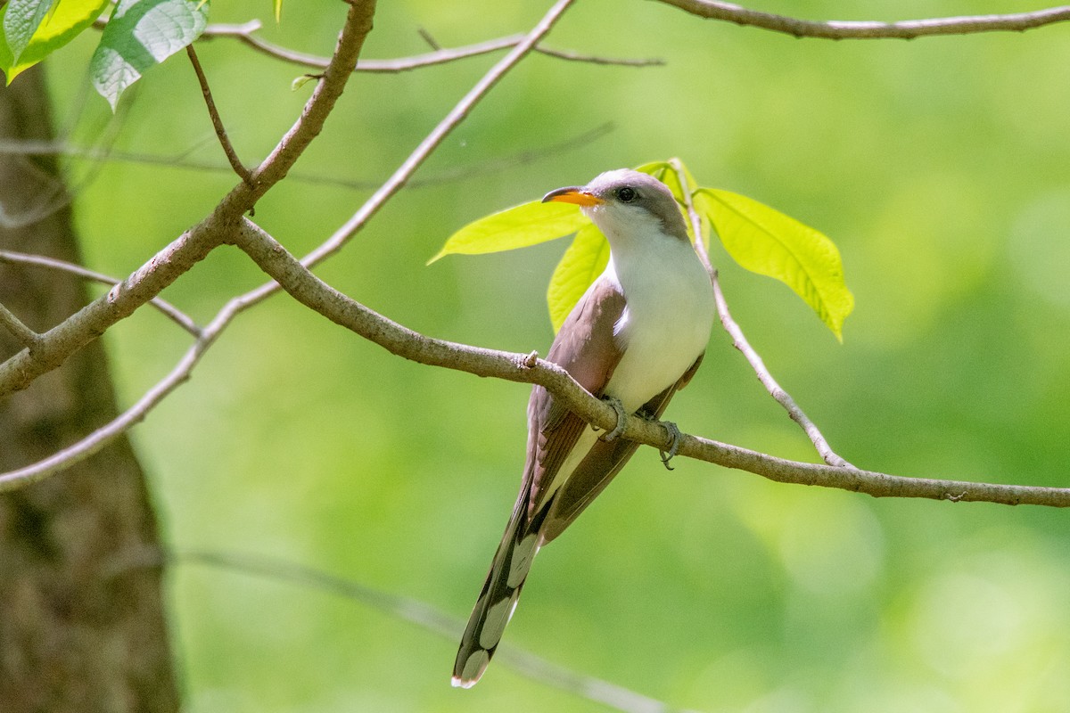 Yellow-billed Cuckoo - Ian Campbell