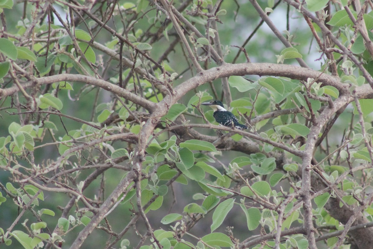 Green Kingfisher - ML449225911