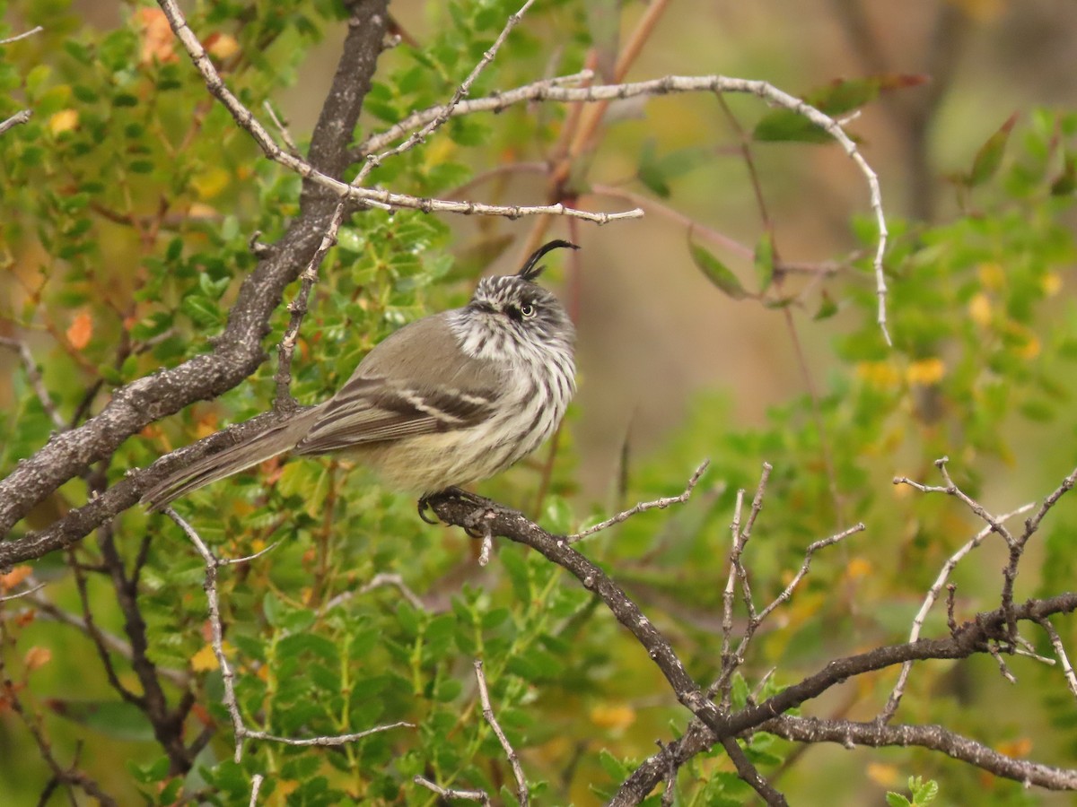 Tufted Tit-Tyrant - ML449226161