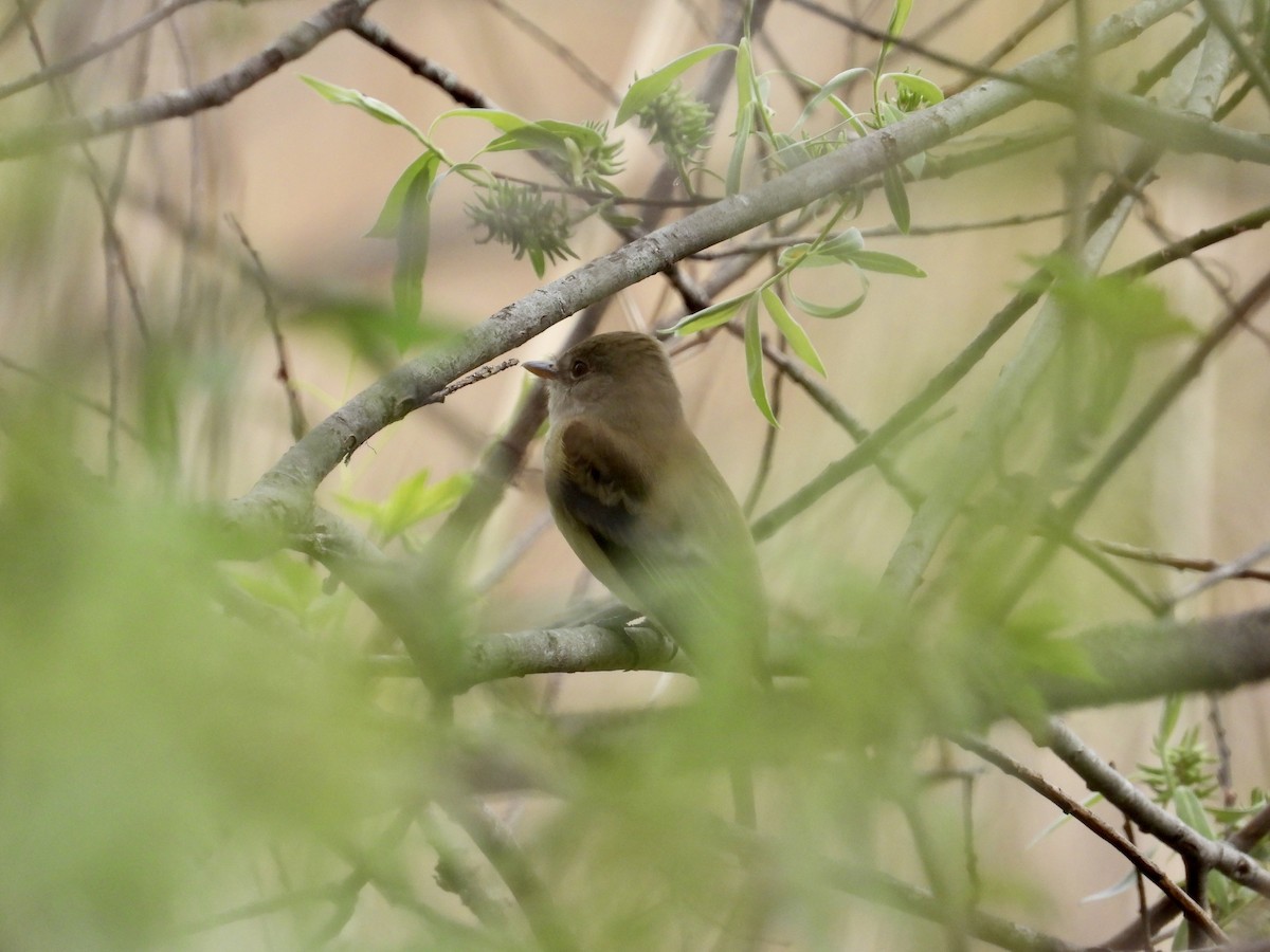 Willow Flycatcher - ML449226341