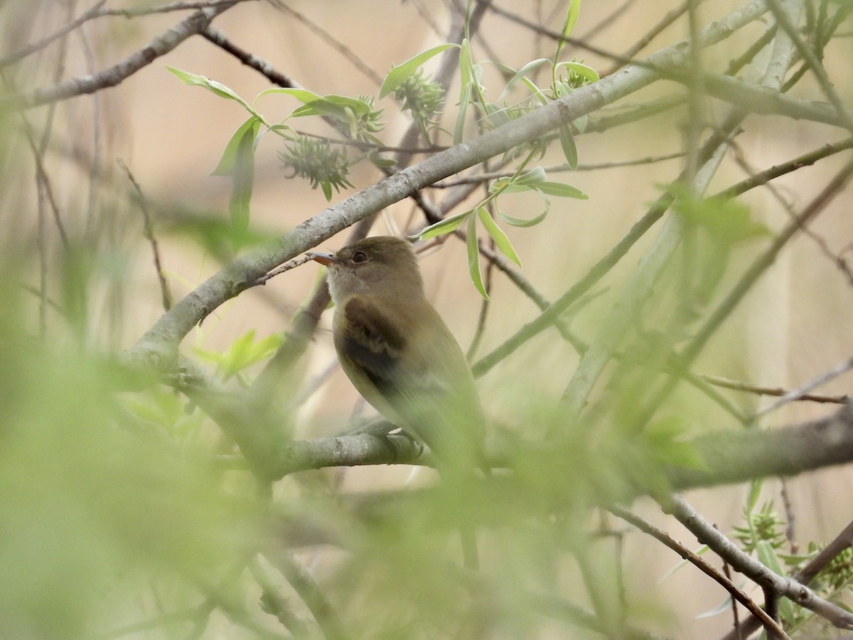 Willow Flycatcher - ML449226351