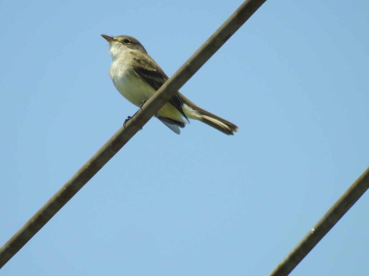 Willow Flycatcher - ML449226371