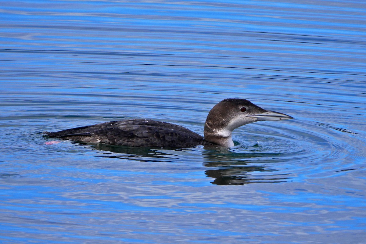 Common Loon - ML44922681