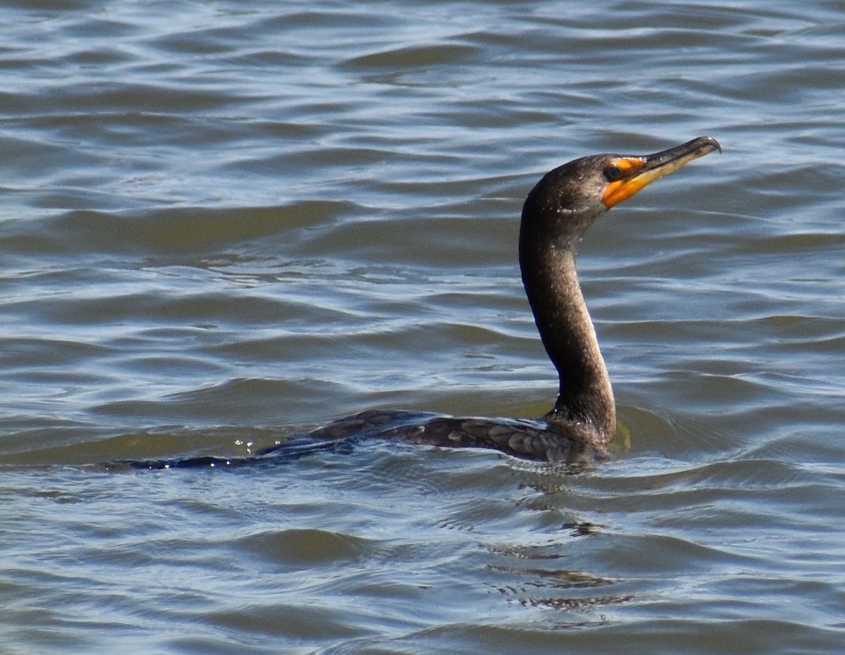 Double-crested Cormorant - ML449226851