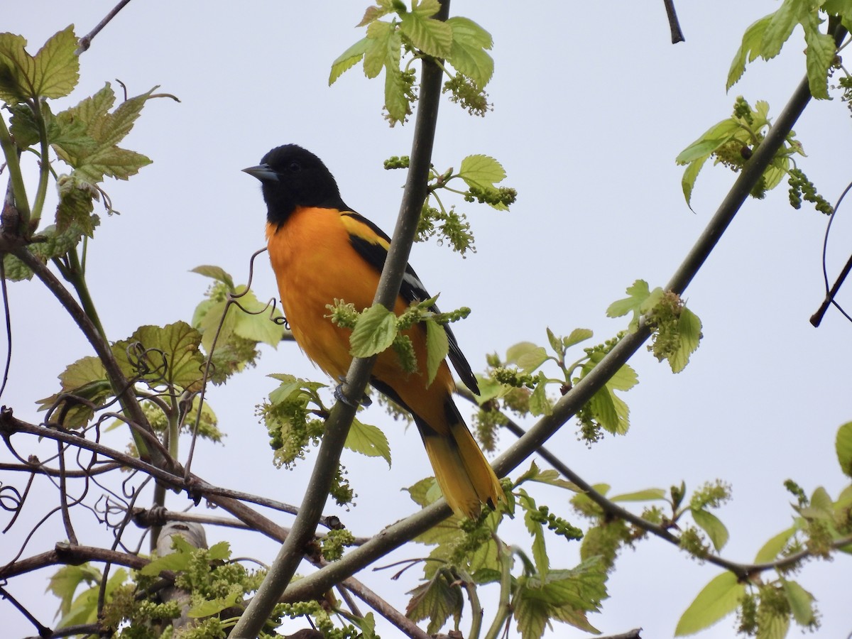 Baltimore Oriole - ML449229701