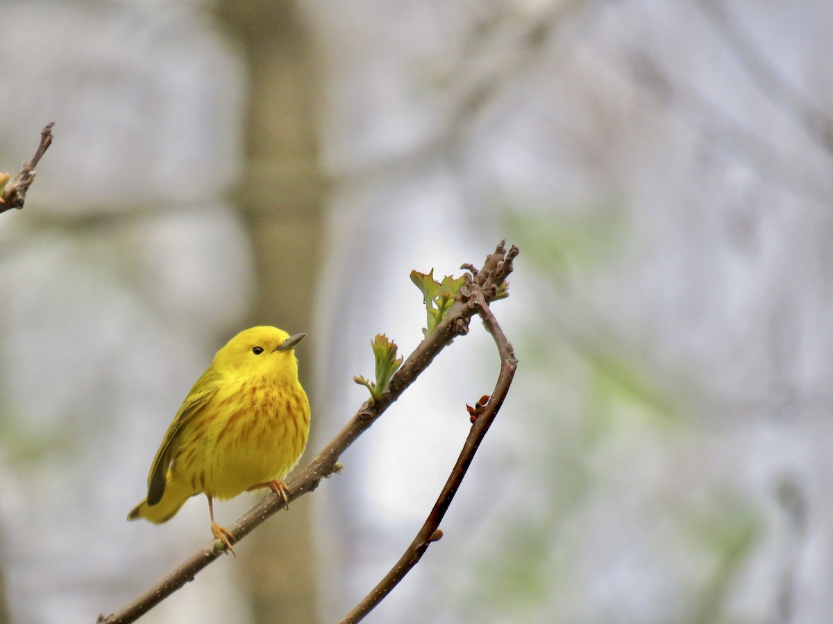 Yellow Warbler - ML449229911