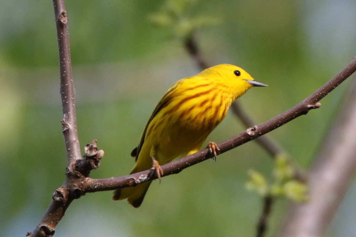 Yellow Warbler - ML449230361