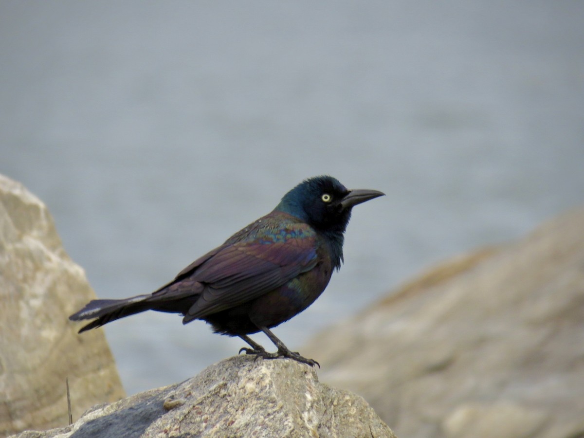 Common Grackle - ML449230921