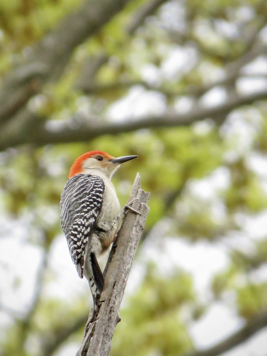 Red-bellied Woodpecker - ML449231061