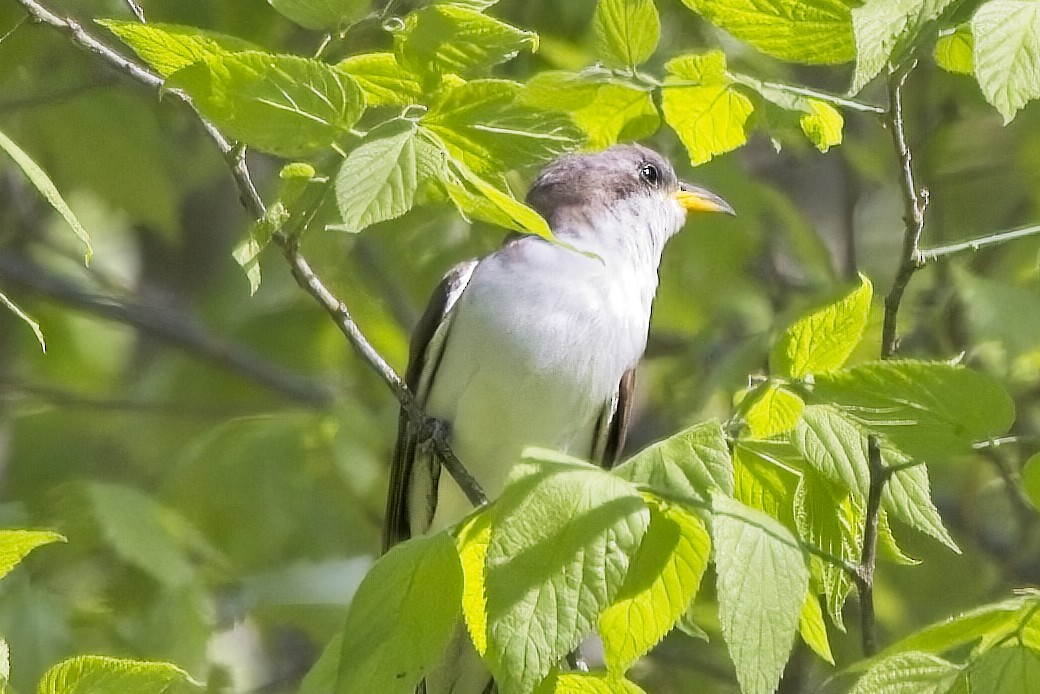 Yellow-billed Cuckoo - Piming Kuo