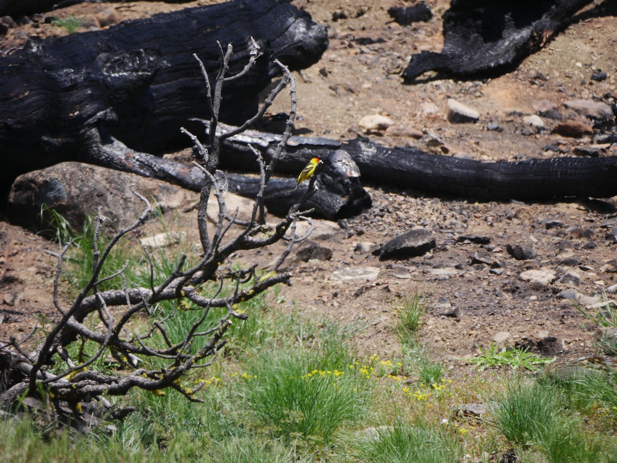 Western Tanager - ML449231831