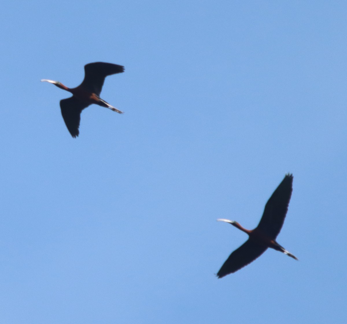 ibis hnědý - ML449232301