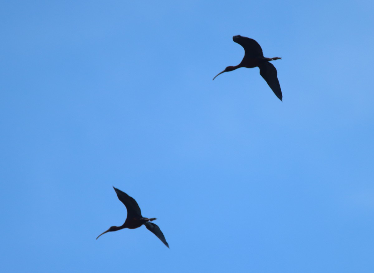 ibis hnědý - ML449232491