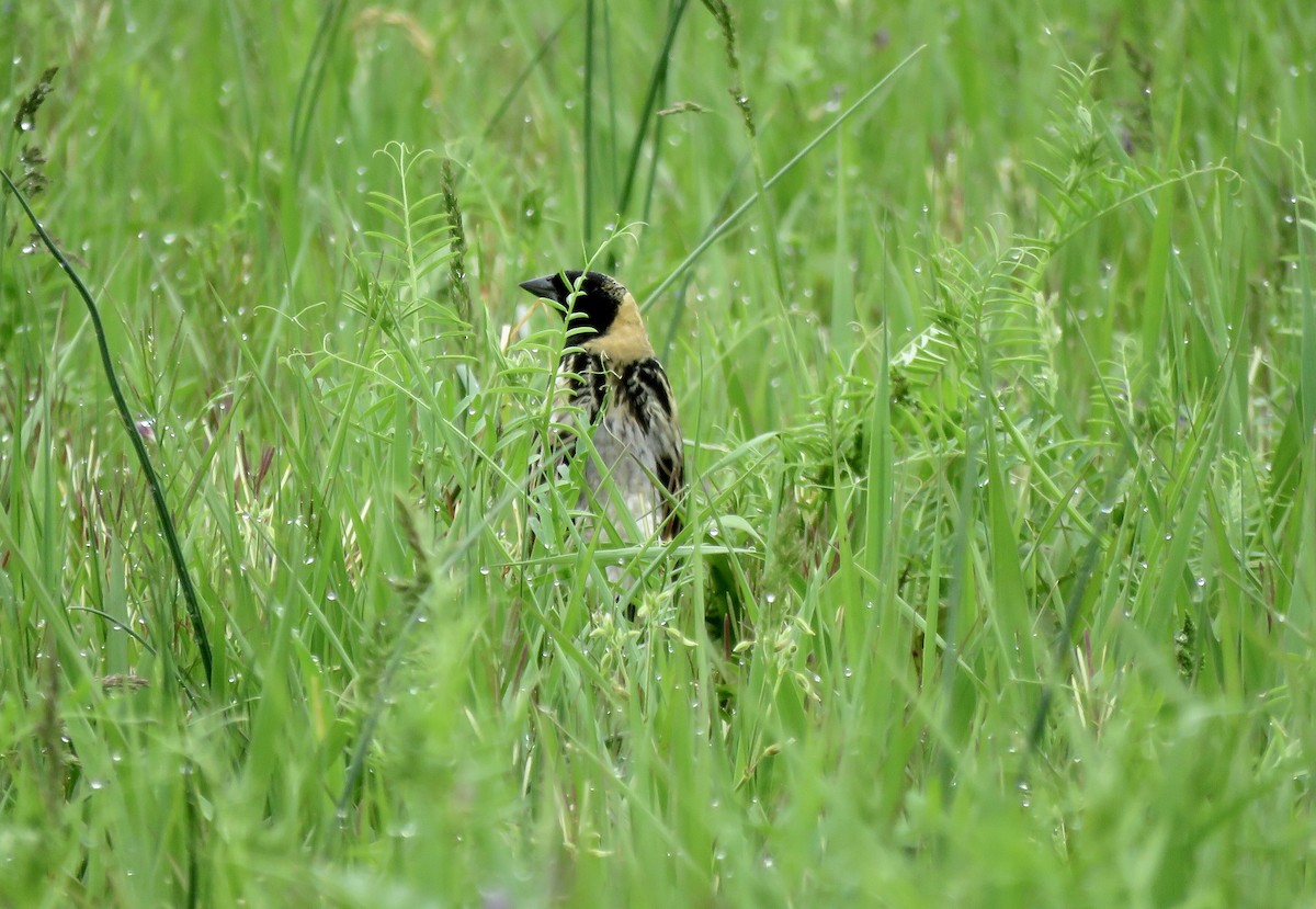 bobolink americký - ML449232541