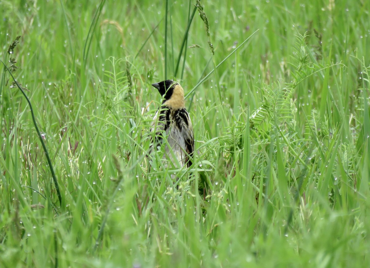 Bobolink - A. Laquidara