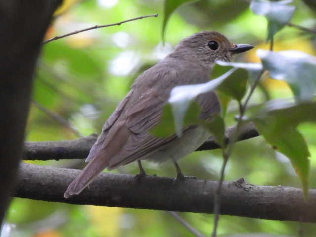 Blue-and-white Flycatcher - ML449233131