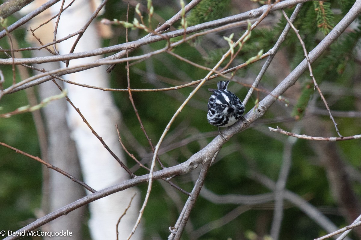Black-and-white Warbler - ML449233301