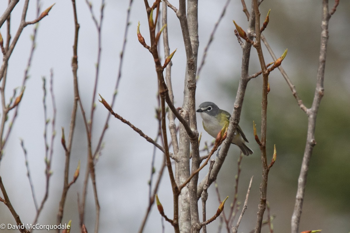 Blue-headed Vireo - ML449233801