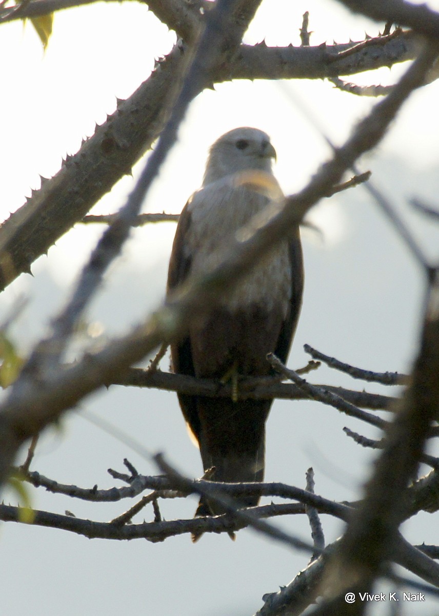 Brahminy Kite - VIVEK K. NAIK