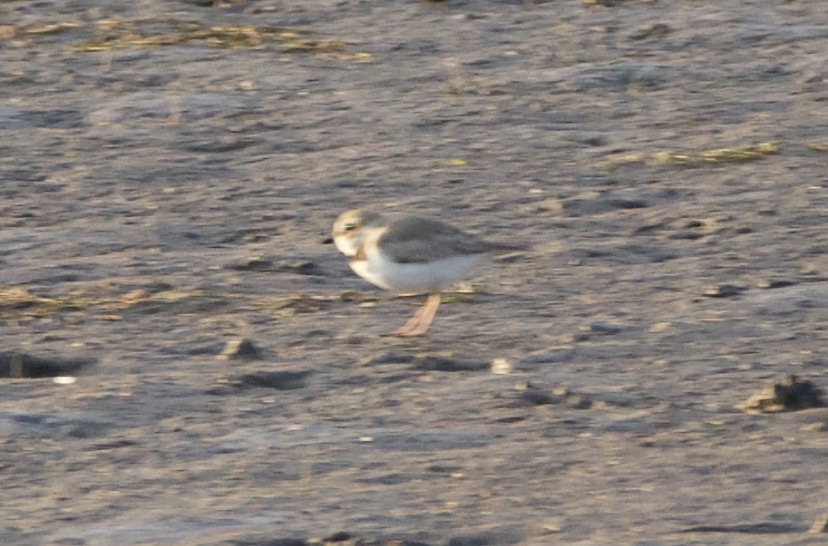 Piping Plover - ML449236121