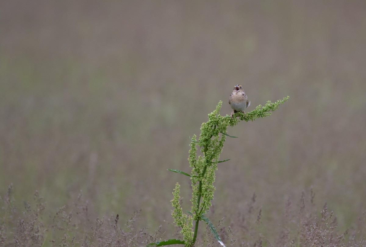 Grasshopper Sparrow - ML449236441