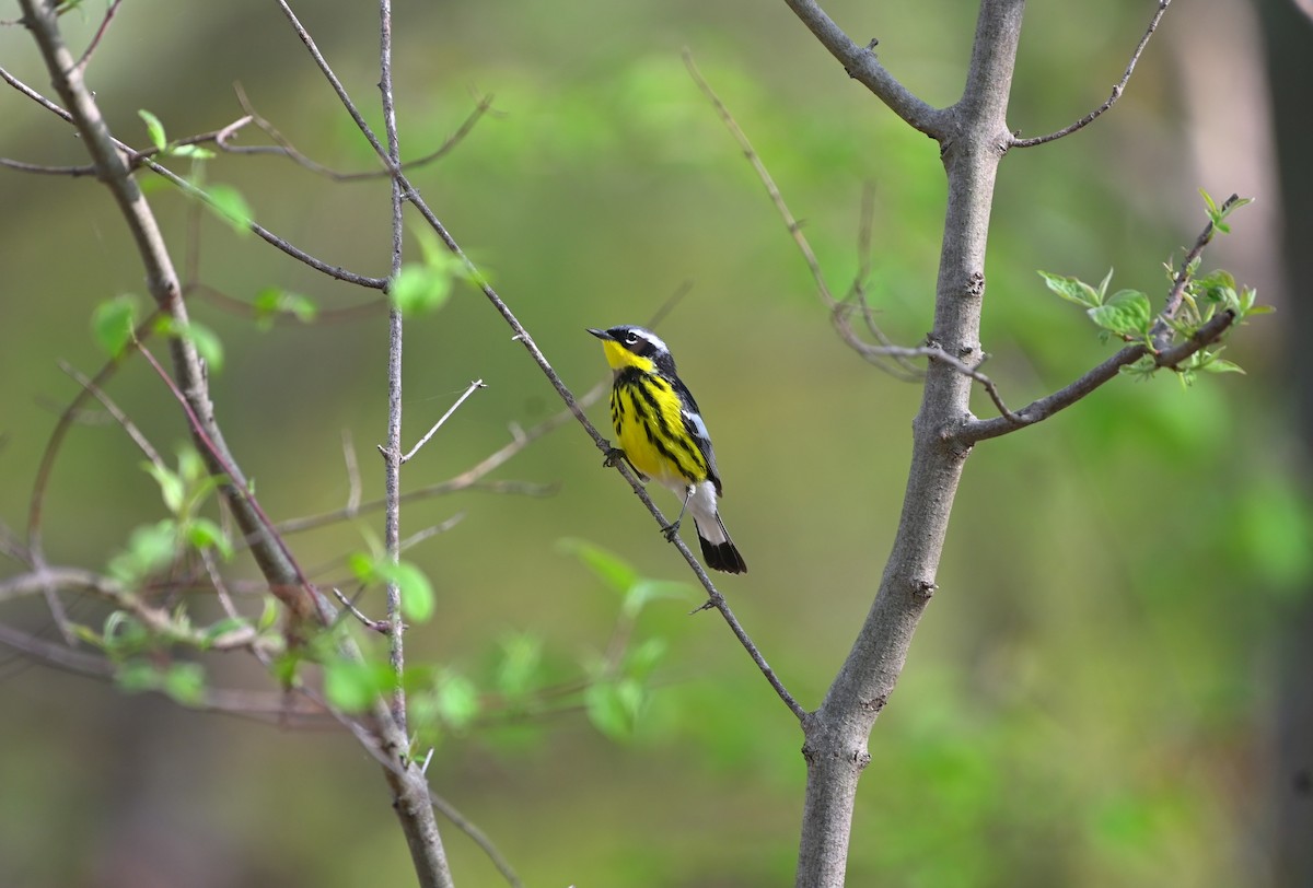 Magnolia Warbler - ML449238131