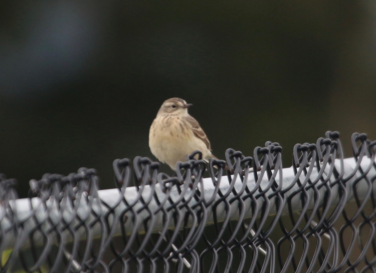 American Pipit - ML449238571