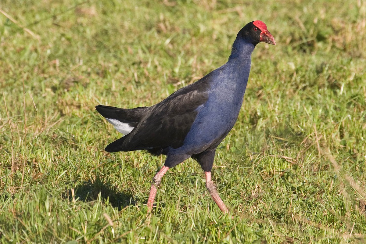 Australasian Swamphen - ML44923971