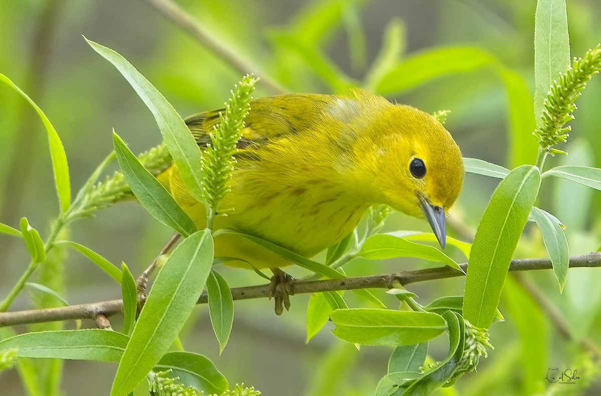 Yellow Warbler - Catarina  Silva