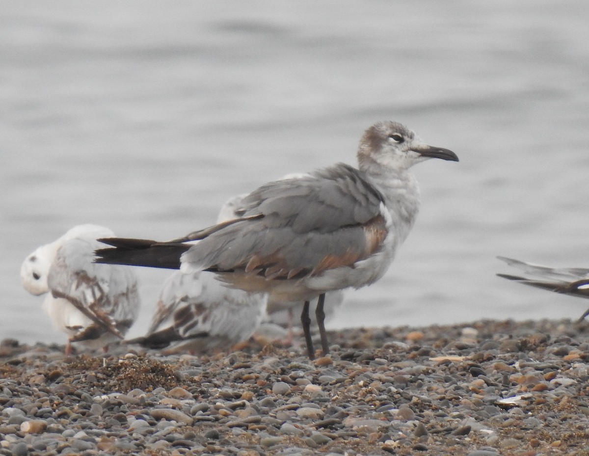 Laughing Gull - Barbara N. Charlton