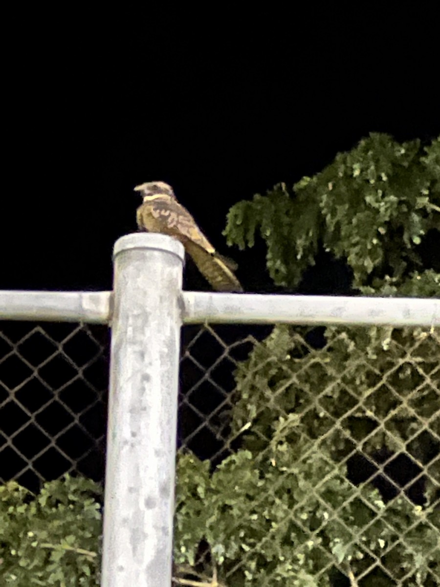 Spotted Nightjar - John Rawsthorne