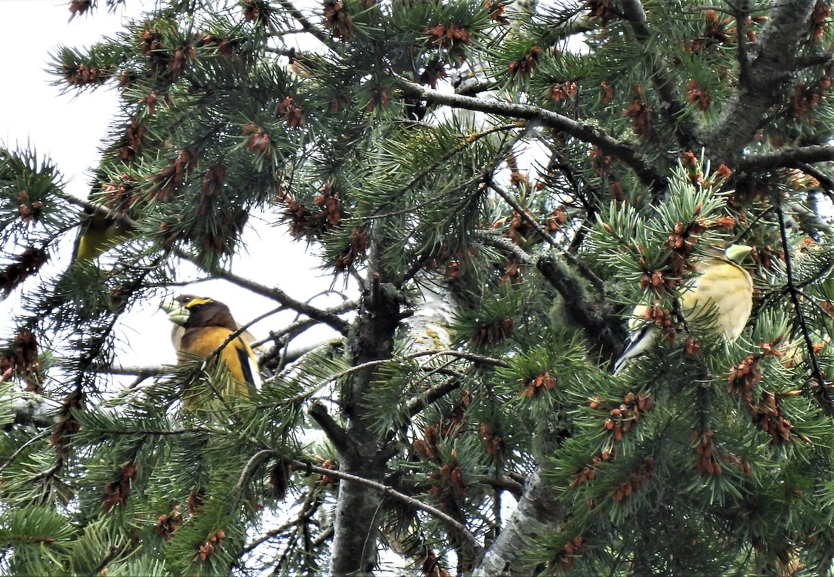 Evening Grosbeak - ML449244601