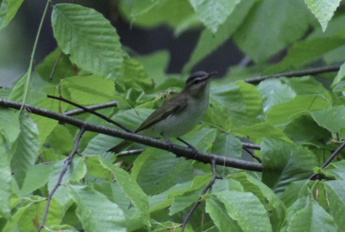 Red-eyed Vireo - Jeremy Peters