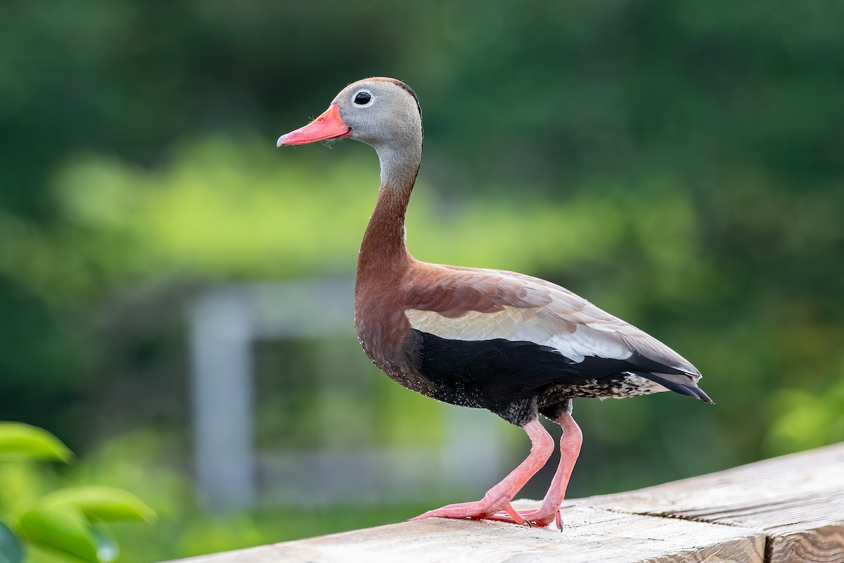 Black-bellied Whistling-Duck - Iris Kilpatrick