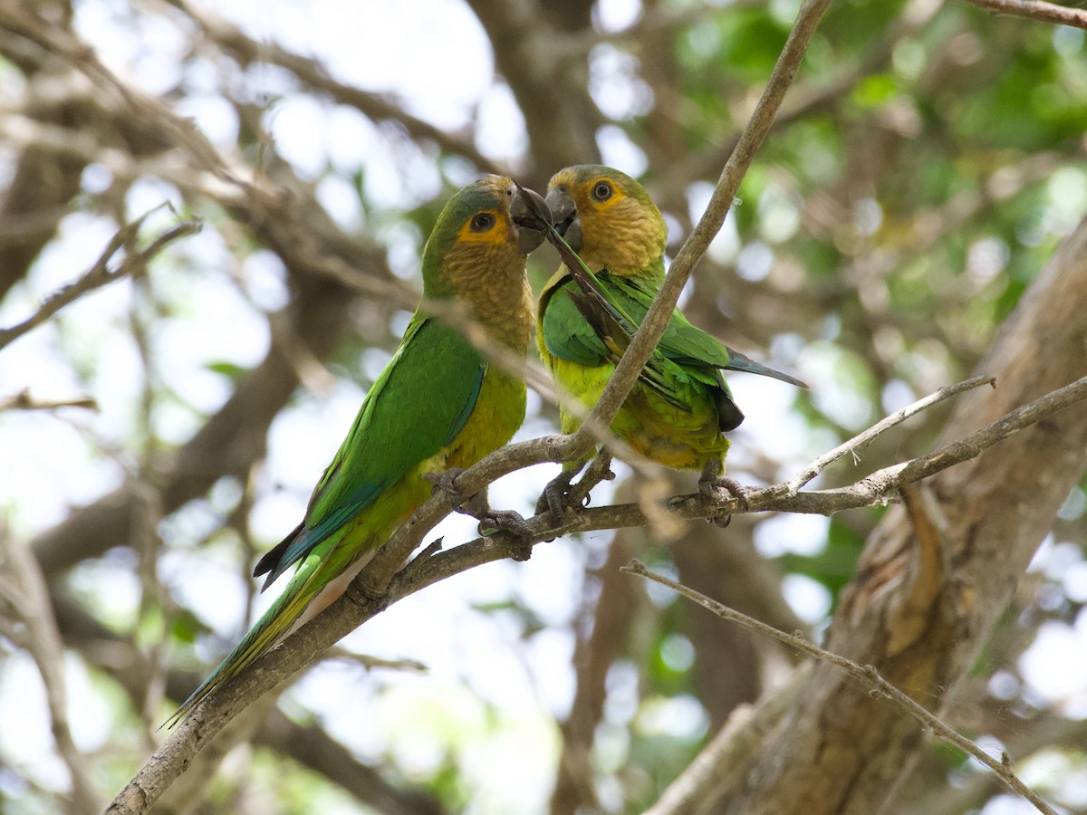 Brown-throated Parakeet - Michael Tromp