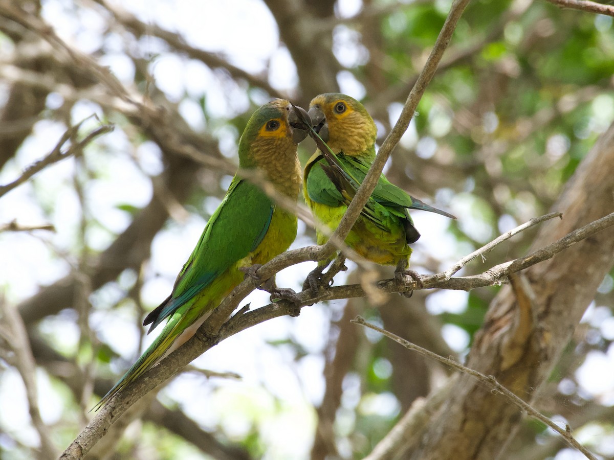 Aratinga Pertinaz - ML449250681