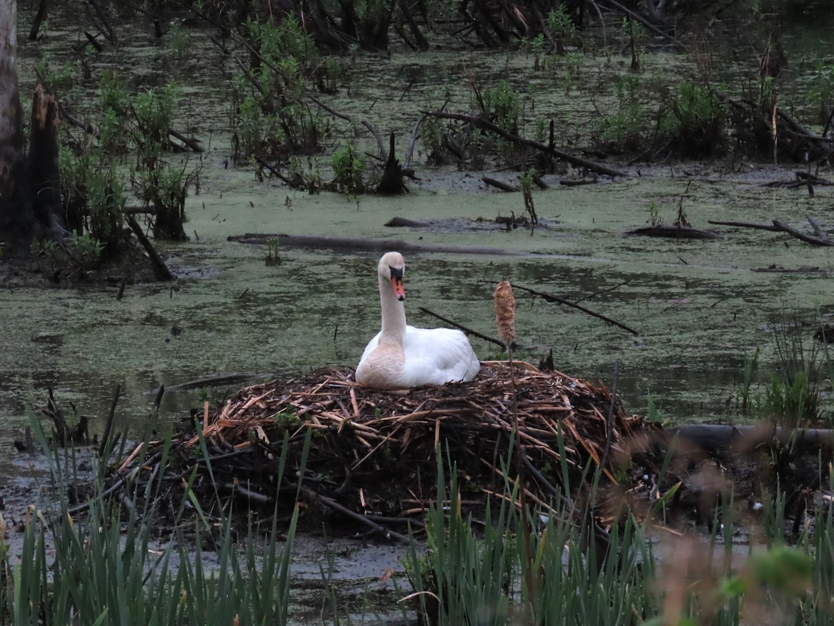 Mute Swan - ML449250721