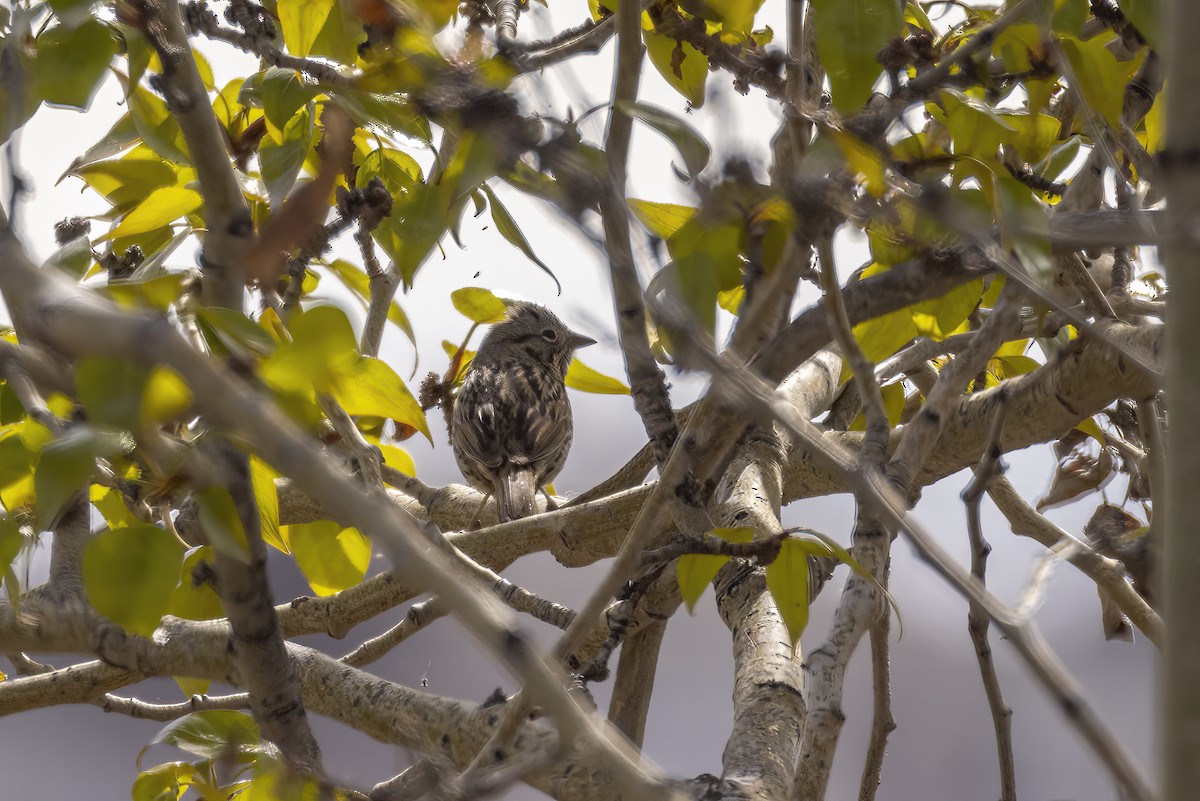 Lincoln's Sparrow - ML449250971