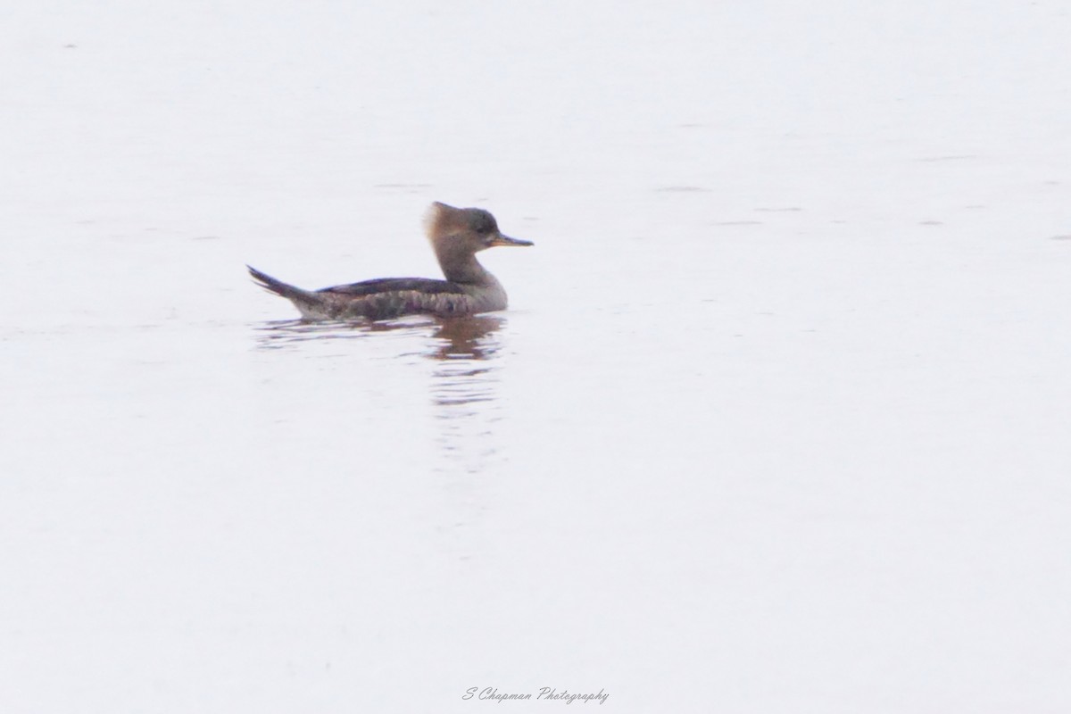 Hooded Merganser - shawn chapman