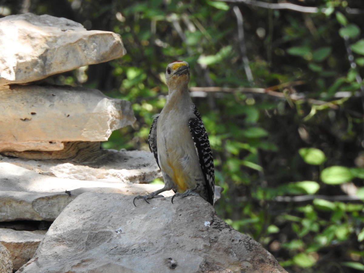 Golden-fronted Woodpecker - ML449252261