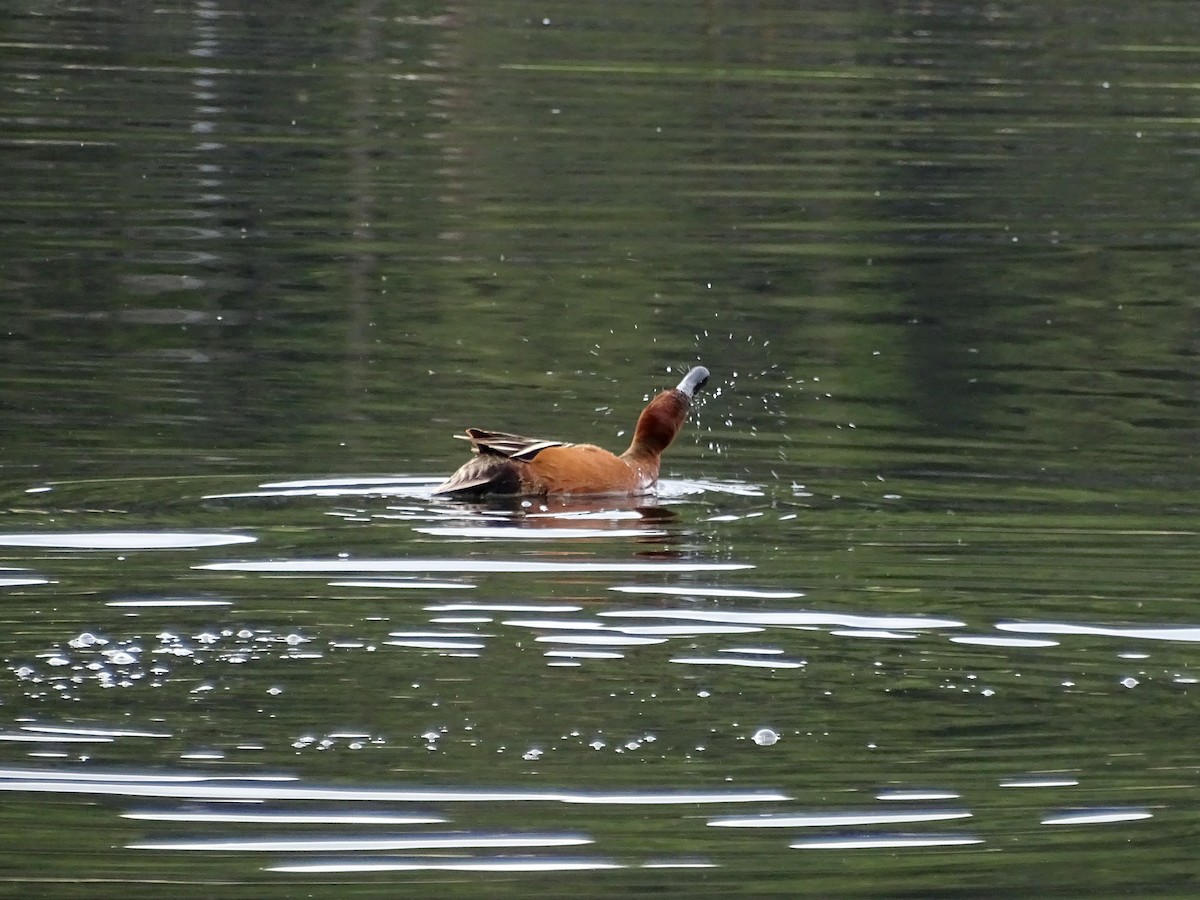 Cinnamon Teal - Paul Foth