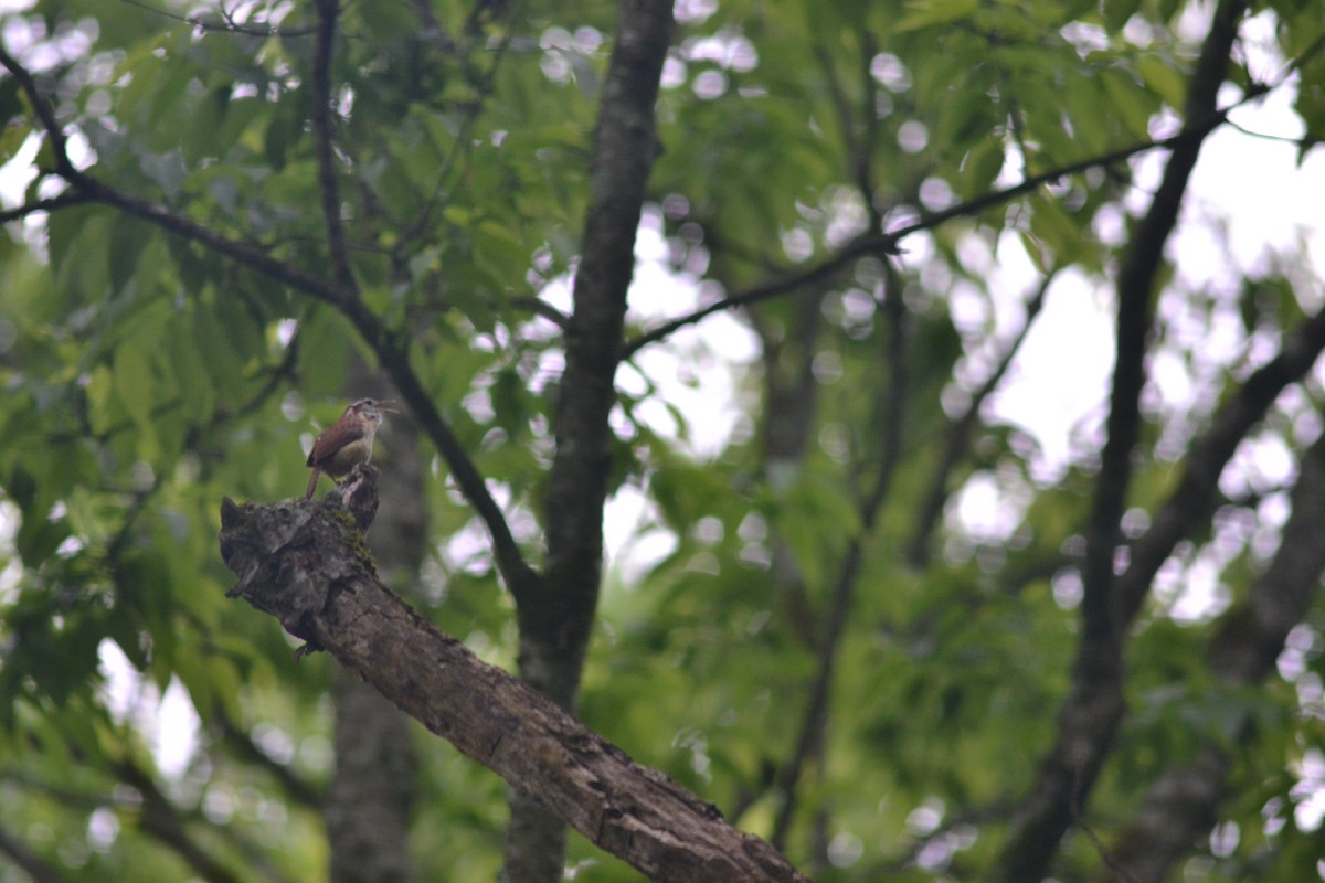 Carolina Wren - ML449253561