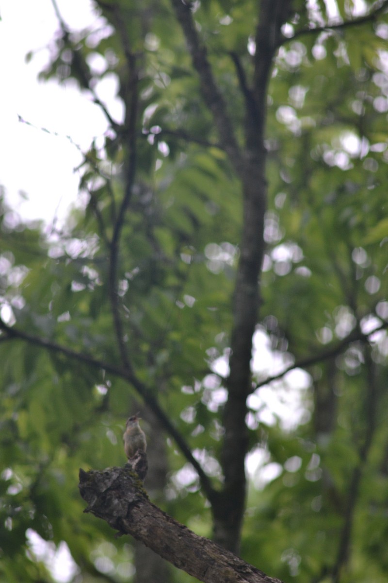 Carolina Wren - ML449253581