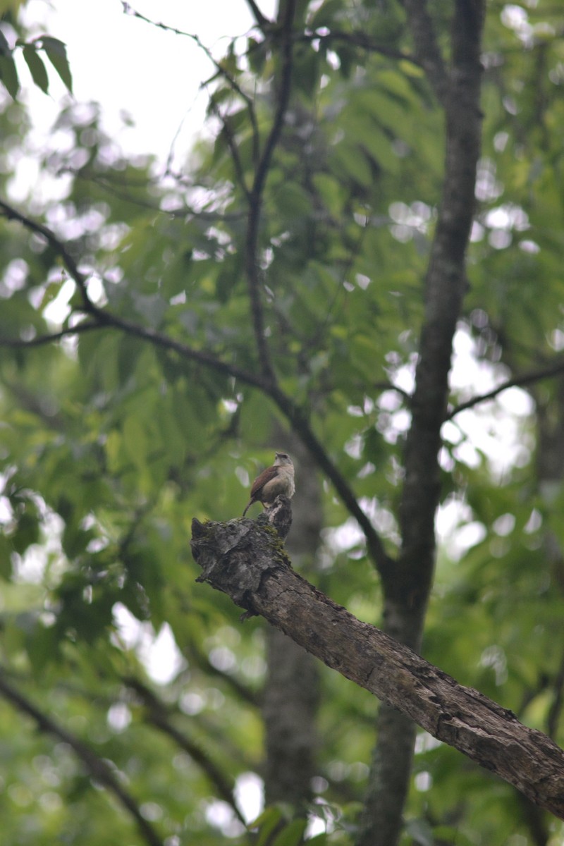 Carolina Wren - Stephen Worley