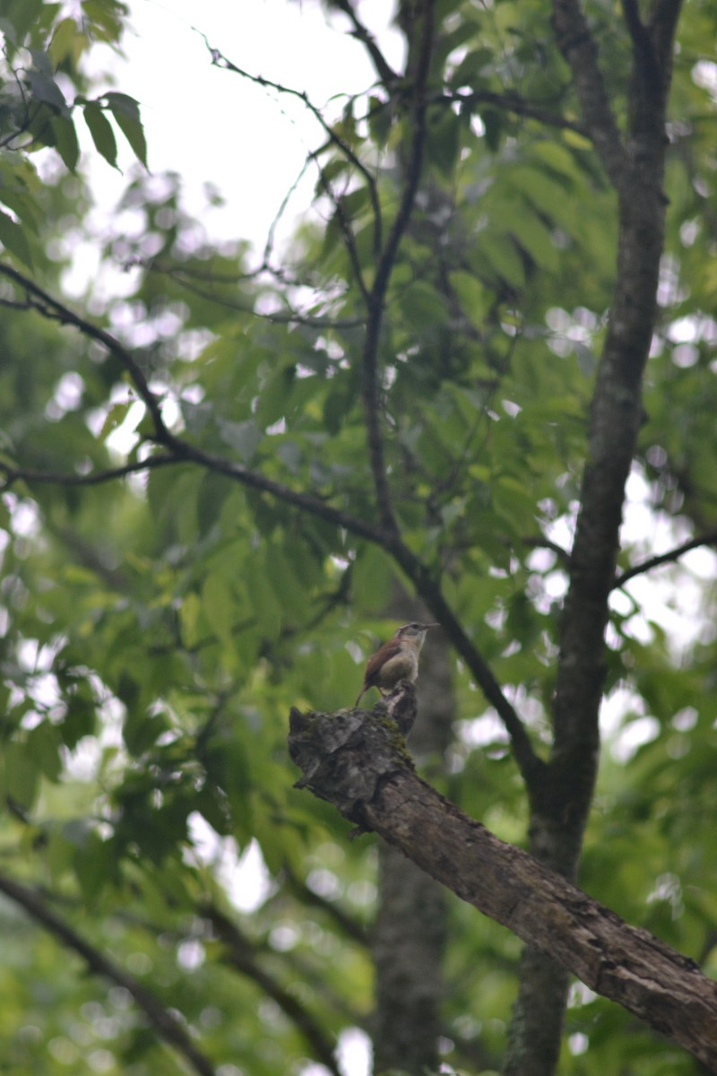 Carolina Wren - Stephen Worley