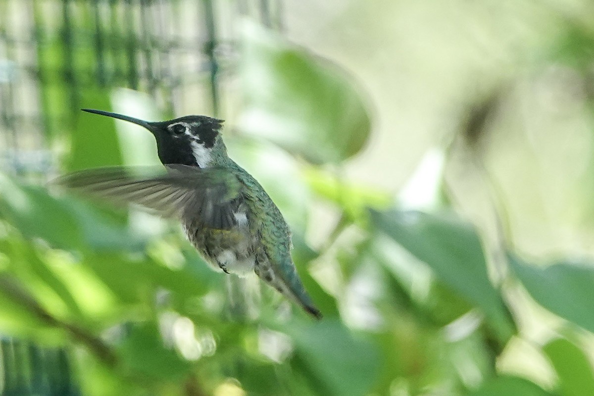 Costa's Hummingbird - Brian Pendleton