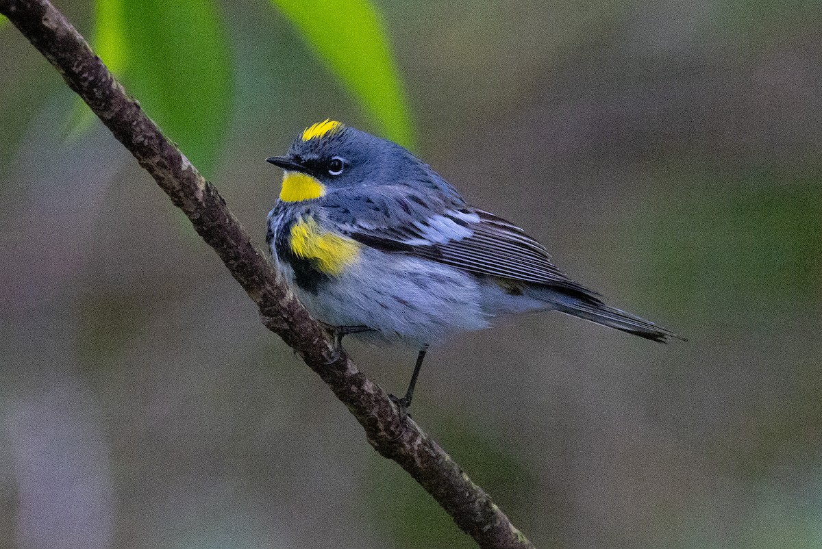 Yellow-rumped Warbler (Audubon's) - ML449254861