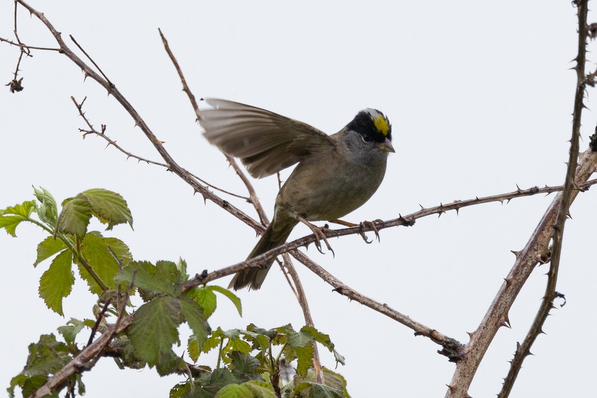 Golden-crowned Sparrow - ML449255341